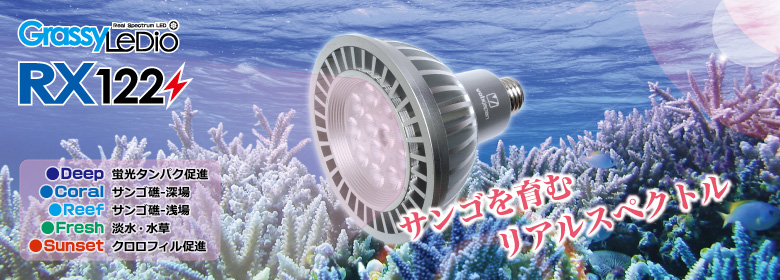 海水魚ボルクスジャパン　グラッシーレディオRX122 Reef　2個