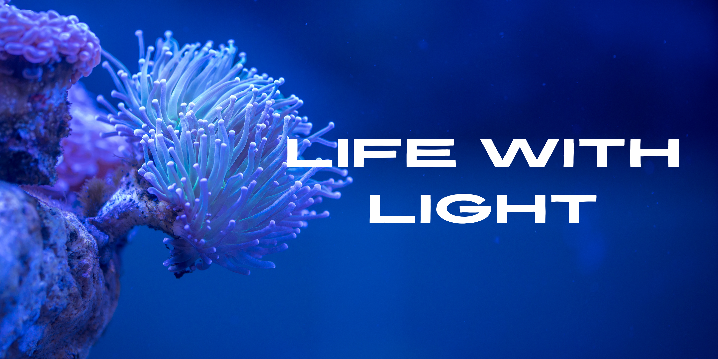 ボルクスジャパン – LED黎明期からサンゴ・水草育成用LEDライトの研究 