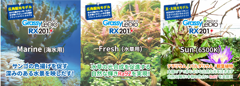 Grassy LeDio RX201 / グラッシー・レディオ RX201 – ボルクスジャパン