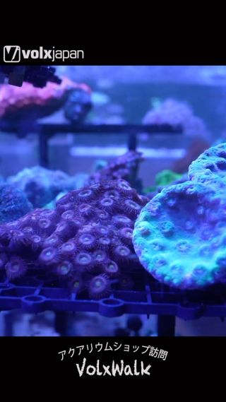 海水、サンゴのライトGrassyLeDioセット