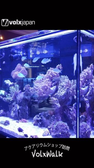 海水サンゴ用LEDライト Volxjapan レディオクランプ2