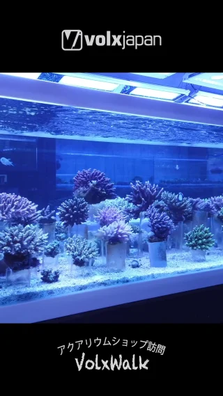 ボルクスジャパン – LED黎明期からサンゴ・水草育成用LEDライト